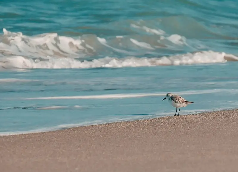 Sandpiper standing on beach near waves