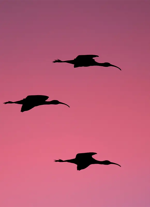 Three birds flying across pink sky