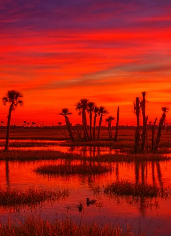 Vibrant red sunset over wetland palms