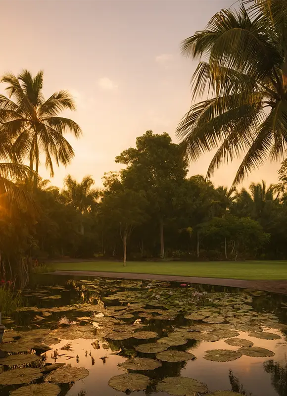 Lily pad pond beneath palm trees