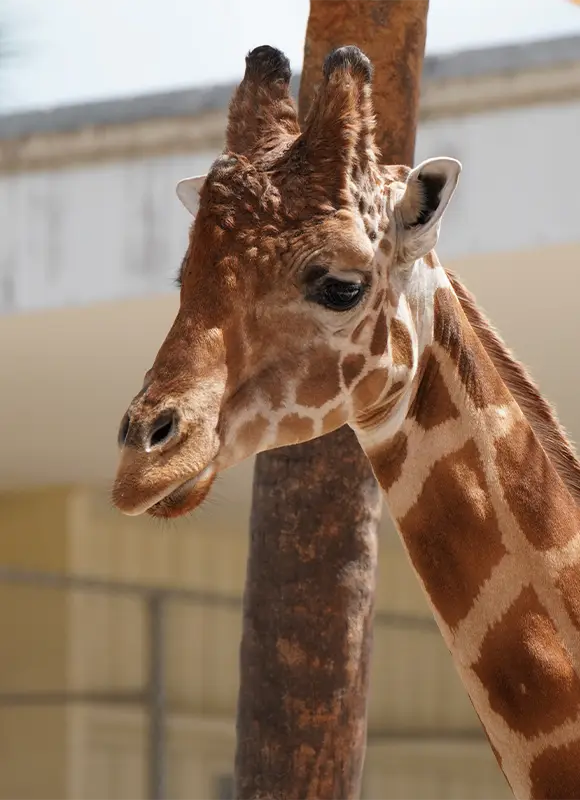 Giraffe head beside wooden pole closeup