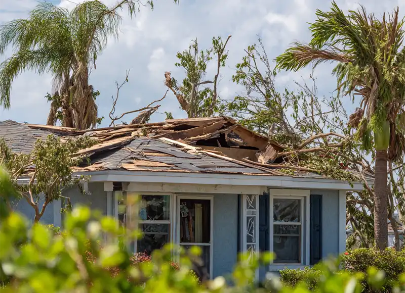 Fallen tree crushing severely damaged residential roof after hurricane