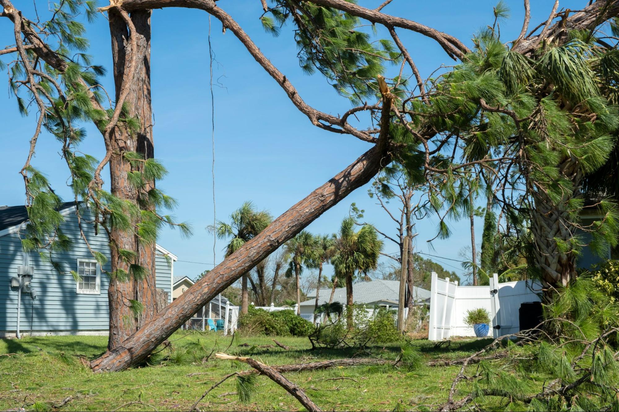 Palm trees knocked down by storm damage related to Hurricane Ian bad faith claims